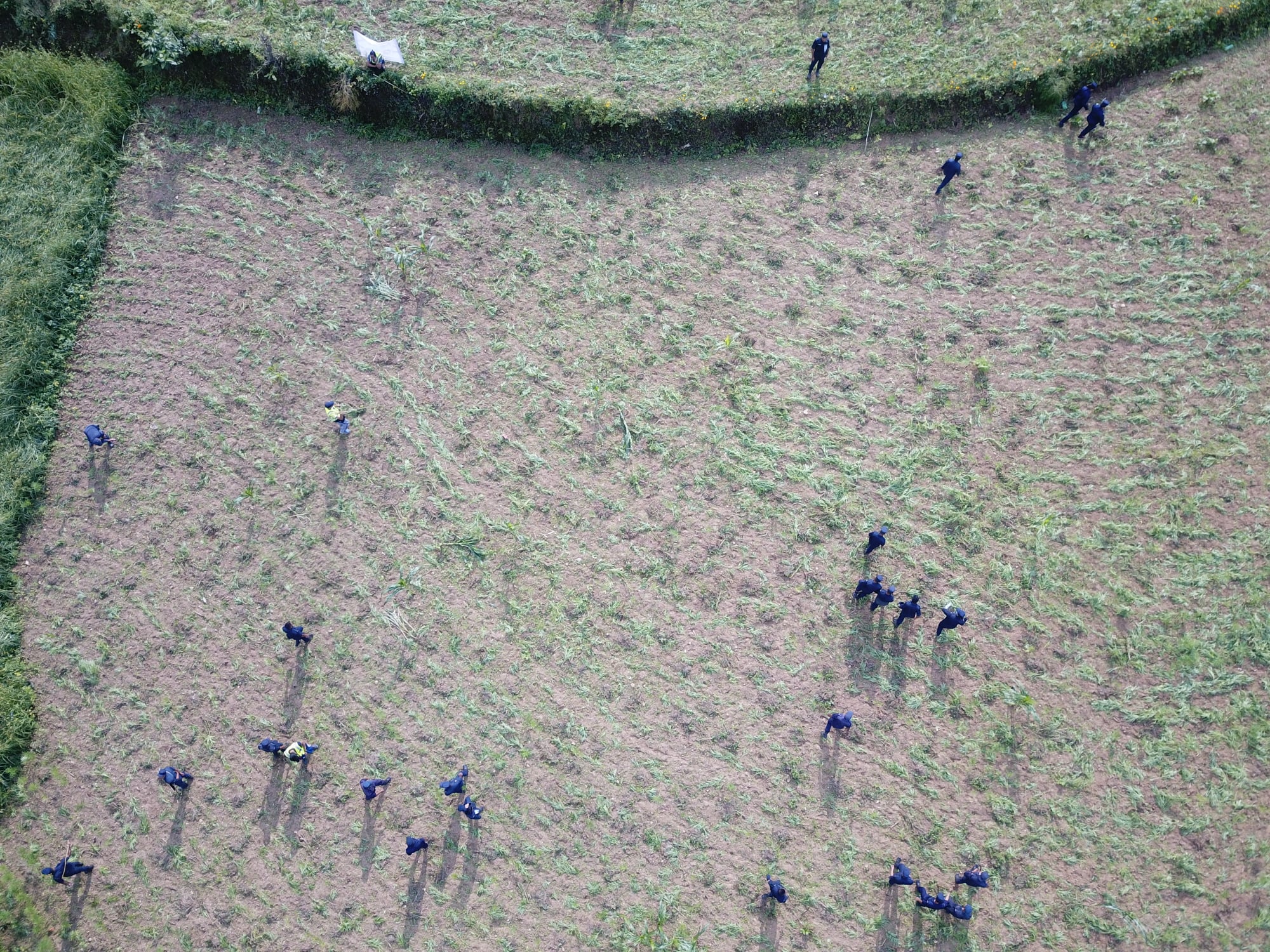 An aerial shot of a field in Kailash rural municipality being cleared off of cannabis plants1657179600.jpg
